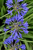 AGAPANTHUS TORBAY