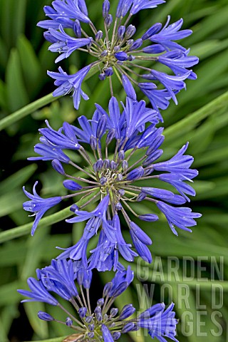 AGAPANTHUS_TORBAY