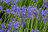 AGAPANTHUS TORBAY