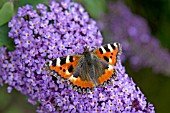 AGLAIS URTICAE ON BUDDLEJA