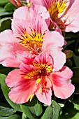 ALSTROEMERIA LITTLE MISS ROSELIND