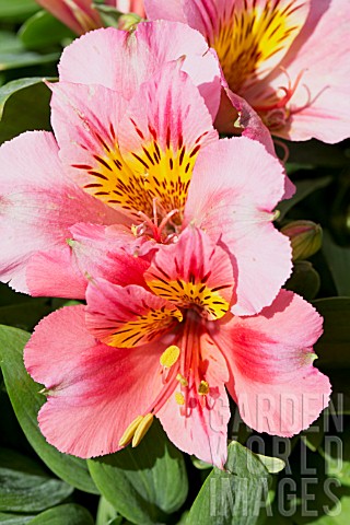 ALSTROEMERIA_LITTLE_MISS_ROSELIND