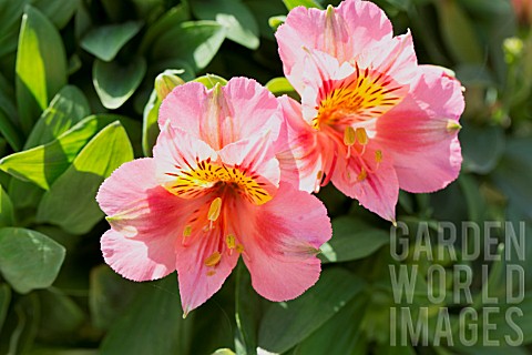 ALSTROEMERIA_LITTLE_MISS_ROSELIND