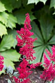 ASTILBE RED SENTINEL