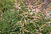 ASTILBE SPRITE