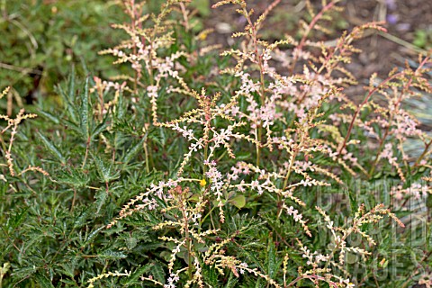 ASTILBE_SPRITE