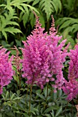 ASTILBE ARENDSII GLORIA