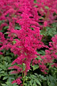 ASTILBE ARENDSII SPINELL