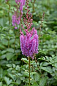 ASTILBE CHINENSIS VAR. TAQUETII SUPERBA