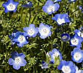 NEMOPHILA MENZIESII