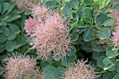 COTINUS COGGYGRIA DRINKSTONE FORM