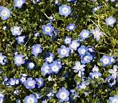 NEMOPHILA MENZIESII