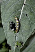 CUCULLIA VERBASCI CATERPILLAR