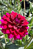 DAHLIA ARABIAN NIGHT