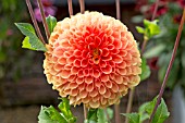 DAHLIA JOWEY LINDA