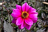 DAHLIA ROXY