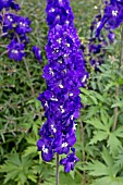 DELPHINIUM ELM FREUDE