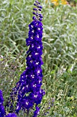 DELPHINIUM ELM FREUDE