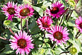 ECHINACEA PURPUREA FATAL ATTRACTION