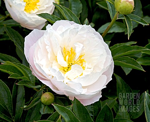 PAEONIA_LACTIFOLIA_MISS_AMERICA