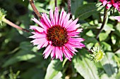 ECHINACEA PURPUREA FATAL ATTRACTION