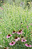 ECHINACEA PURPUREA AND MISCANTHUS SINENSIS ZEBRINUS