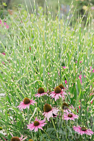 ECHINACEA_PURPUREA_AND_MISCANTHUS_SINENSIS_ZEBRINUS