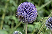 ECHINOPS BLUE CLOUD