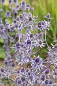 ERYNGIUM PLANUM BLAUKAPPE