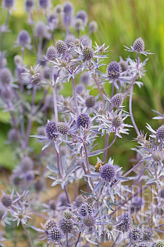 ERYNGIUM_PLANUM_BLAUKAPPE