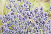 ERYNGIUM PLANUM BLAUKAPPE