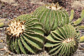 FEROCACTUS SCHWARZII