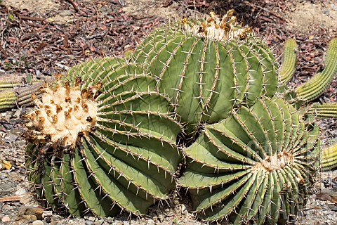 FEROCACTUS_SCHWARZII