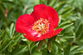 PAEONIA OFFICINALIS GIFFORDS VARIETY