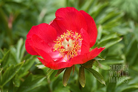 PAEONIA_OFFICINALIS_GIFFORDS_VARIETY