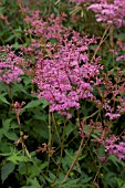 FILIPENDULA PALMATA NANA