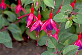 FUCHSIA MRS POPPLE