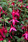 FUCHSIA SON OF THUMB