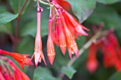 FUCHSIA THALIA