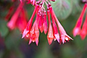 FUCHSIA THALIA