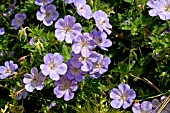 GERANIUM ROZANNE