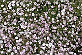 GYPSOPHILA ROSENSCHLEIER