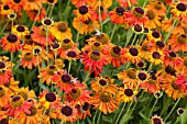 HELENIUM CRIMSON BEAUTY