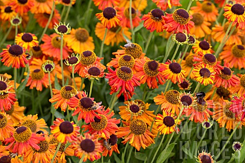 HELENIUM_CRIMSON_BEAUTY