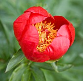 PAEONIA PEREGRINA