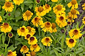 HELENIUM PIPSQUEAK