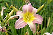 HEMEROCALLIS KATHERINE WOODBERY