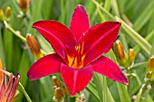 HEMEROCALLIS MALLARD