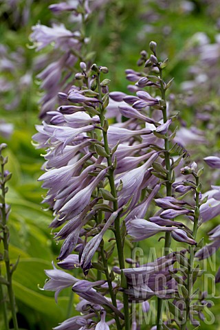 HOSTA_GOLD_EDGER