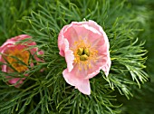 PAEONIA TENUIFOLIA ROSEA